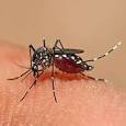 aedes mosquito