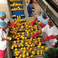 Tax Incentives for Agro-Processing Businesses in Ghana