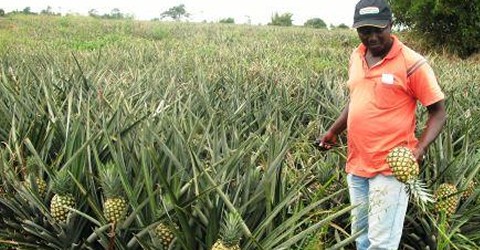 ‘Youth in Peril’ or ‘Agriculture in Peril’
